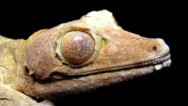 Henkel's leaf-tailed gecko (Uroplatus henkeli), lizard with camouflage color on a tree branch