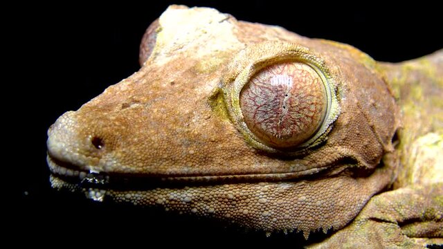 Henkel's leaf-tailed gecko (Uroplatus henkeli), lizard with camouflage color on a tree branch