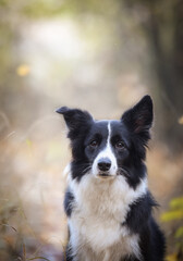 Fototapeta premium border collie is sitting in the forest. It is autumn portret.