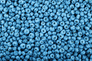 Background of fresh blueberry berries