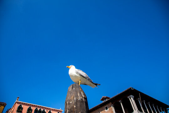 gull sitting on a pillar under blue sky
