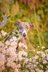 Whippet is standing in flowers. He is so cute dog.