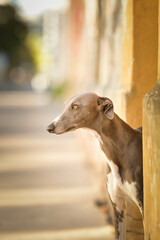 Dog Whippet is standing on street. Nice dog in the city center.
