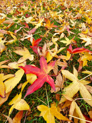 Yellow and red fall leaves lie on the grass. The golden pattern of autumn leaves. Fall of the leaves