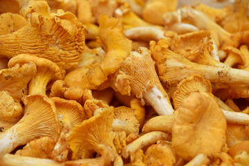 Chanterelle edible mushrooms at retail display