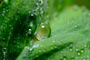 Dew on green leaf macro