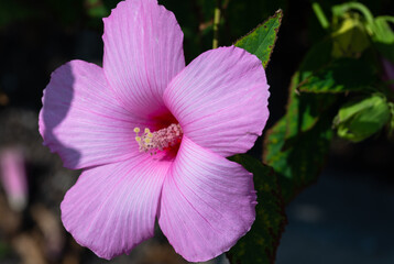 Beautiful flowers growing around us in gardens and parks