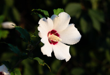 Fototapeta premium Beautiful flowers growing around us in gardens and parks