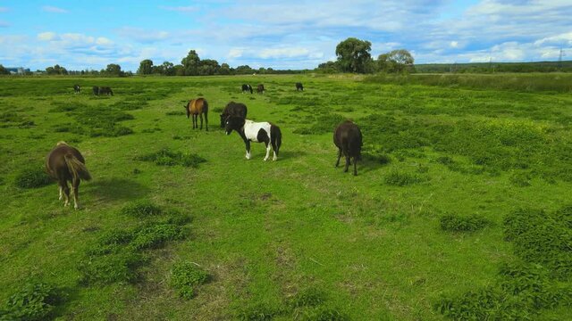 Horses in the meadow. Green fields.