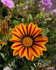 orange and flower