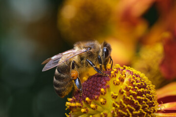 Pszczoła na dzielżanie