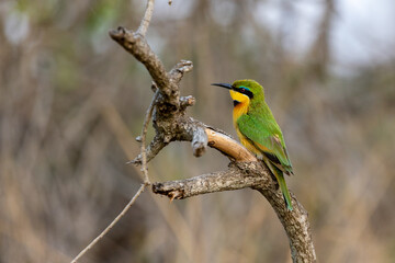 Closeup of a Little bee-eater perched on wood in a field with a blurry background