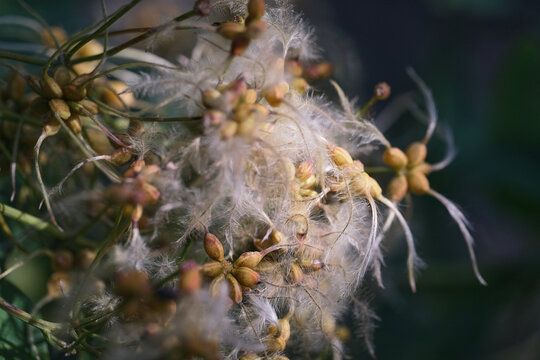 clematis obrazek
