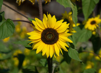 Sonnenblume