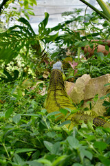 Rear view of a green iguana in the leaves, Butterfly Farm, Stratford-upon-Avon, England, UK