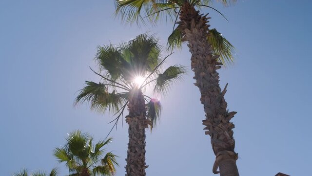 a low angle of palm trees on windy day under sun in blue clear sky