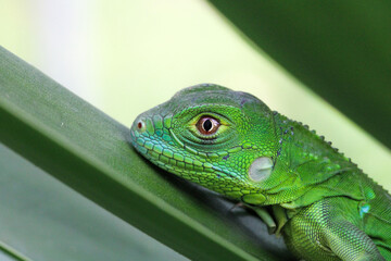 Closeup shot of a green lizard on the leaf on a blurred background
