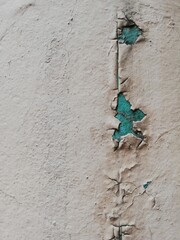 green ivy on the wall