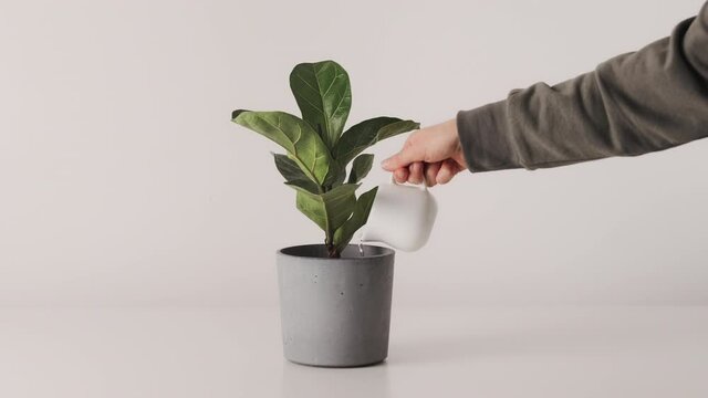 Hand watering houseplants ficus in pot white minimalistic background. Home plants care concept.