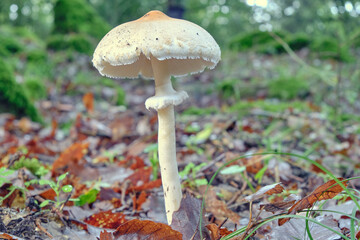 Wide-angle shot of a mushroom among dry leaves in a forest in autumn. Macrolepiota mastoidea. Close-up.