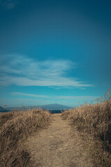 Fototapeta premium Wheat field and blue sky.