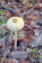 High angle shot of a mushroom among dry leaves in a forest in autumn. Close-up. Macrolepiota mastoidea.