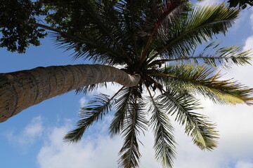 Fototapeta na wymiar Hohe Kokospalmen an tropischem Strand
