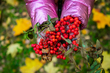 Girl's hands are holding a handful of ripe ashberry