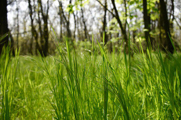 Tall dense grass grows in a meadow in the spring sunny forest.