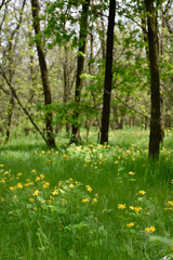 Forest meadow on a spring sunny day. Green grass, young trees and small wildflowers.