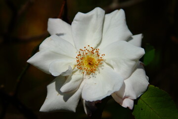 Closeup of white rose during the evening in low light