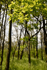 Fototapeta premium Tall forest trees with young green leaves at their tops. 