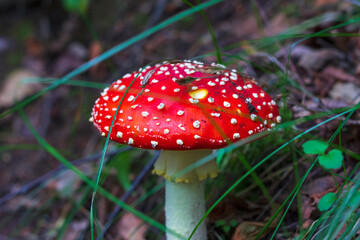 Red fly agaric (Amanita muscaria) in the grass in the autumn forest. A poisonous mushroom growing in the forest.