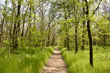 Fototapeta na wymiar Picturesque woods with green trees and light forest path.