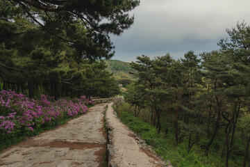 Fototapeta premium path in the woods