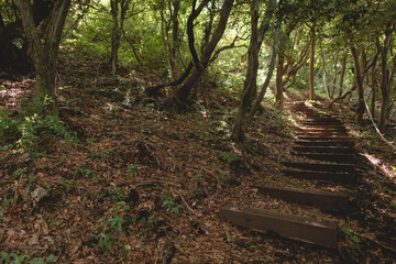 stairs in the forest