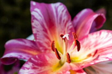 Close-up of colorful lily flower