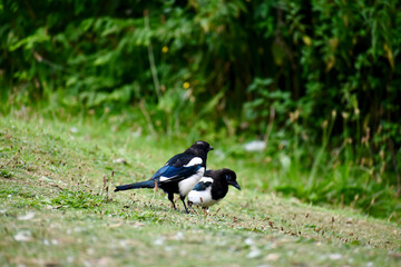 Two magpies on the grass in Coventry, England, UK