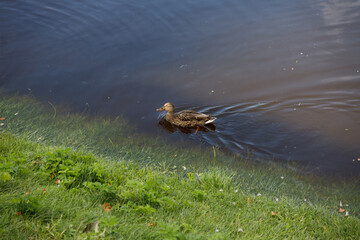 A wild duck swimming in a lake.