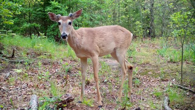 Young White-tailed deer buck walks into the frame from the right, looks at the camera, then turns and walks off to the left