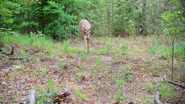 Young White-tailed buck walking in a small opening in the woods, looking around, approaching the camera