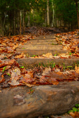 An old wooden narrow staircase in the forest