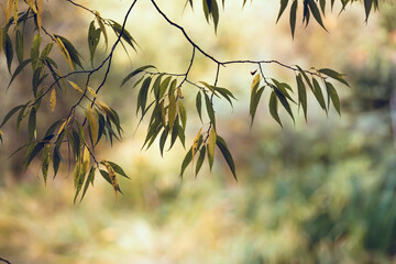 Background of weeping willow tree branches with leaves. Autumn moody wallpaper - obrazy, fototapety, plakaty