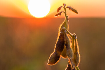Soybean yellow ripe field at agricultural farm
