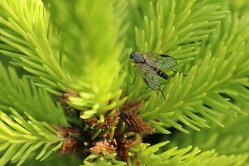 Sphaerophoria scripta. A wasp crawls on the green branches of a conifer.