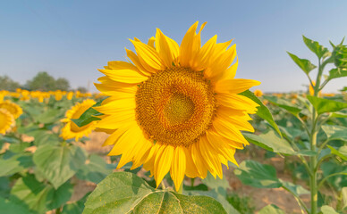 Fleurs de tournesols dans un champs avec la lumi&egrave;re du soleil.	