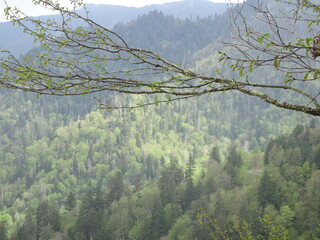 Great Smoky Mountains National Park Tennessee