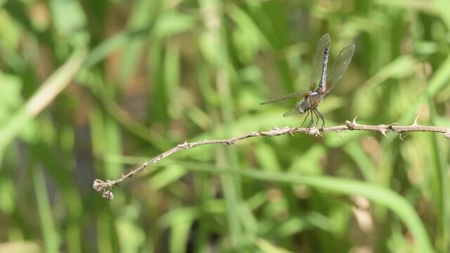 Blue Dasher dragonfly flies onto a dry blackberry twig, rests a while in thermoregulating obelisk posture, and then flies off again