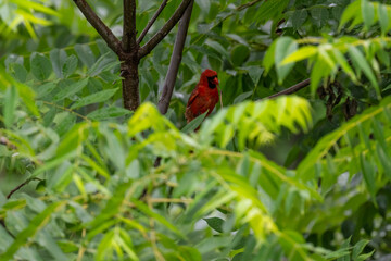 Red Cardinal in a tree on a rainy day in Iowa