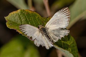 Adult Checkered Skipper